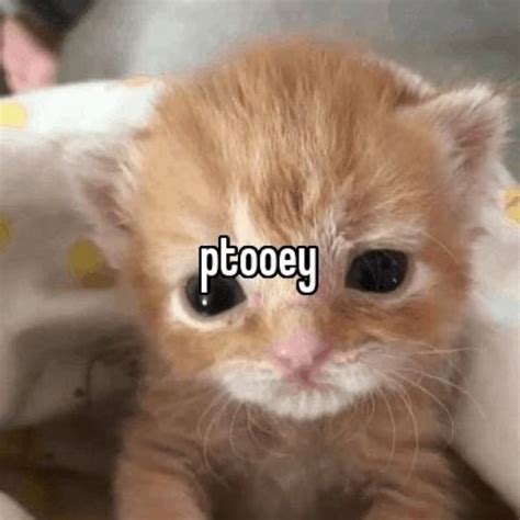pyptoey .